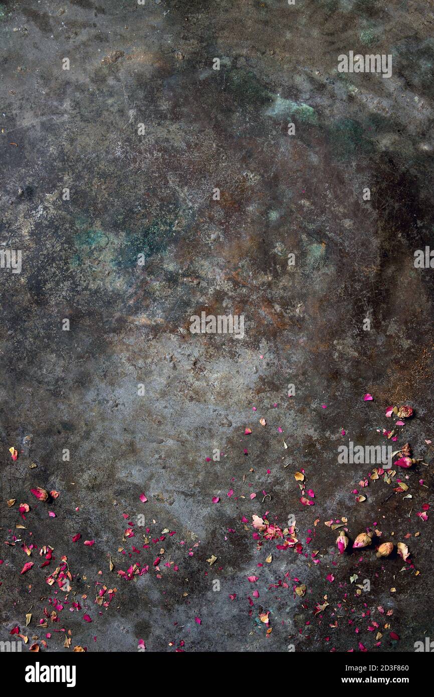 Il vecchio metallo scuro dello sfondo con dry rosa rosa boccioli e petali di fiori. Copia dello spazio. Foto Stock