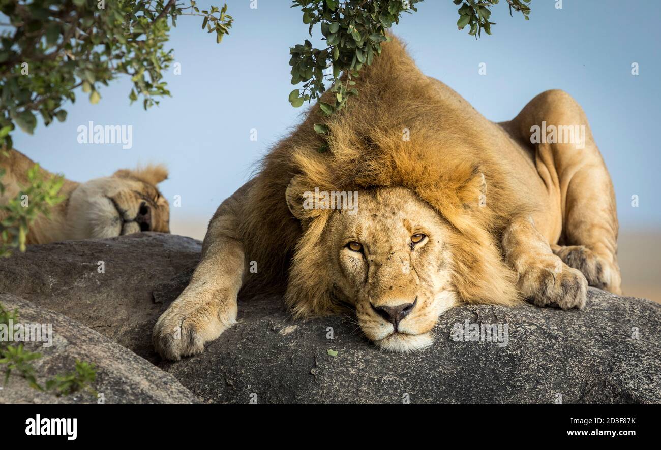 Leone maschio che giace su una grande roccia sotto l'albero Con la leonessa femminile che dorme sullo sfondo in Tanzania Foto Stock