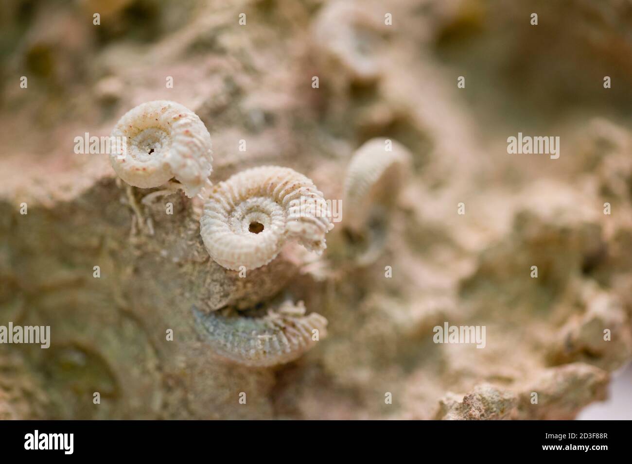 Fossili di conchiglie su pietra di sabbia pietrificata, gasteropoda Foto Stock