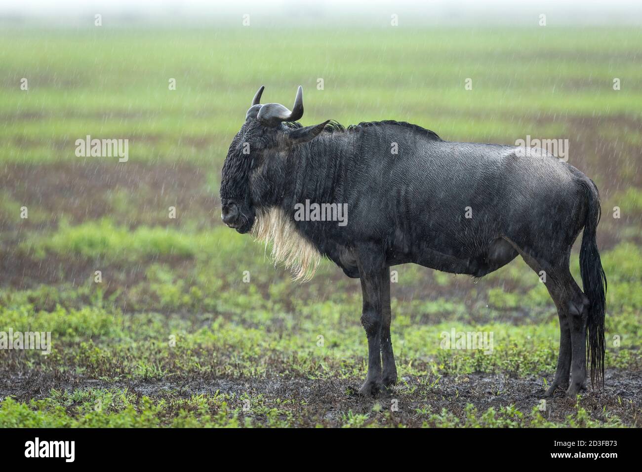 Un adulto, wildebeest, bagnato sotto la pioggia di Ngorongoro Cratere in Tanzania Foto Stock