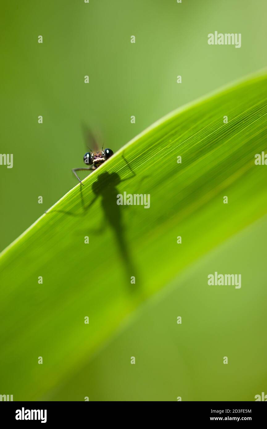 Calopterix damselfly appollaiato su una foglia verde di canna Foto Stock