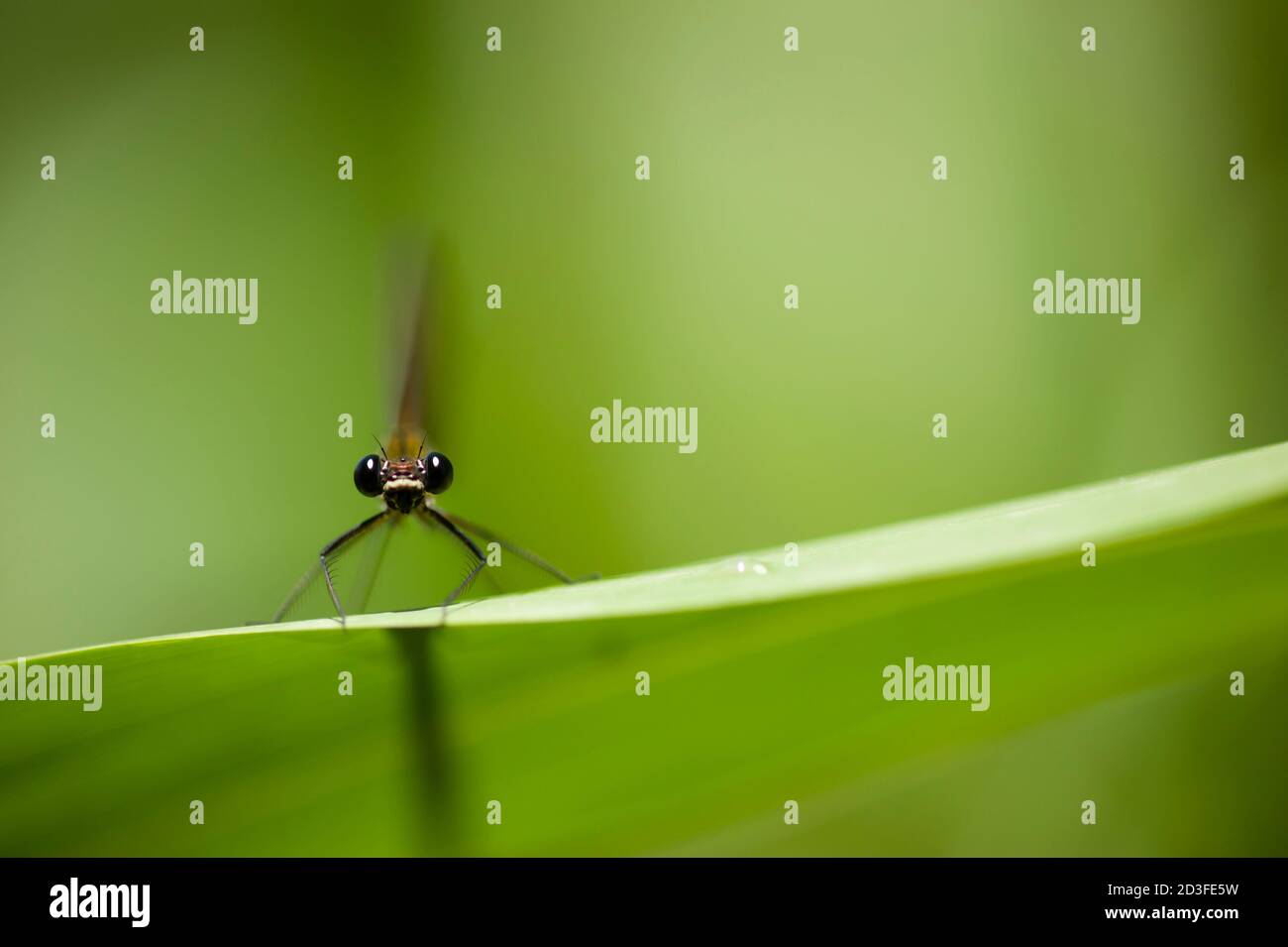 Calopterix damselfly appollaiato su una foglia verde di canna Foto Stock