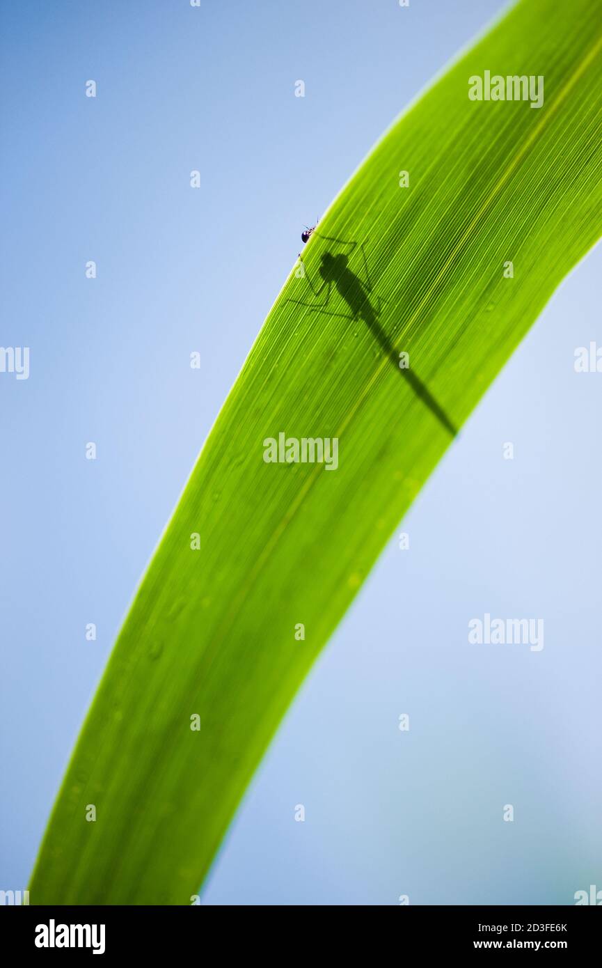 Calopterix damselfly appollaiato su una foglia verde di canna Foto Stock