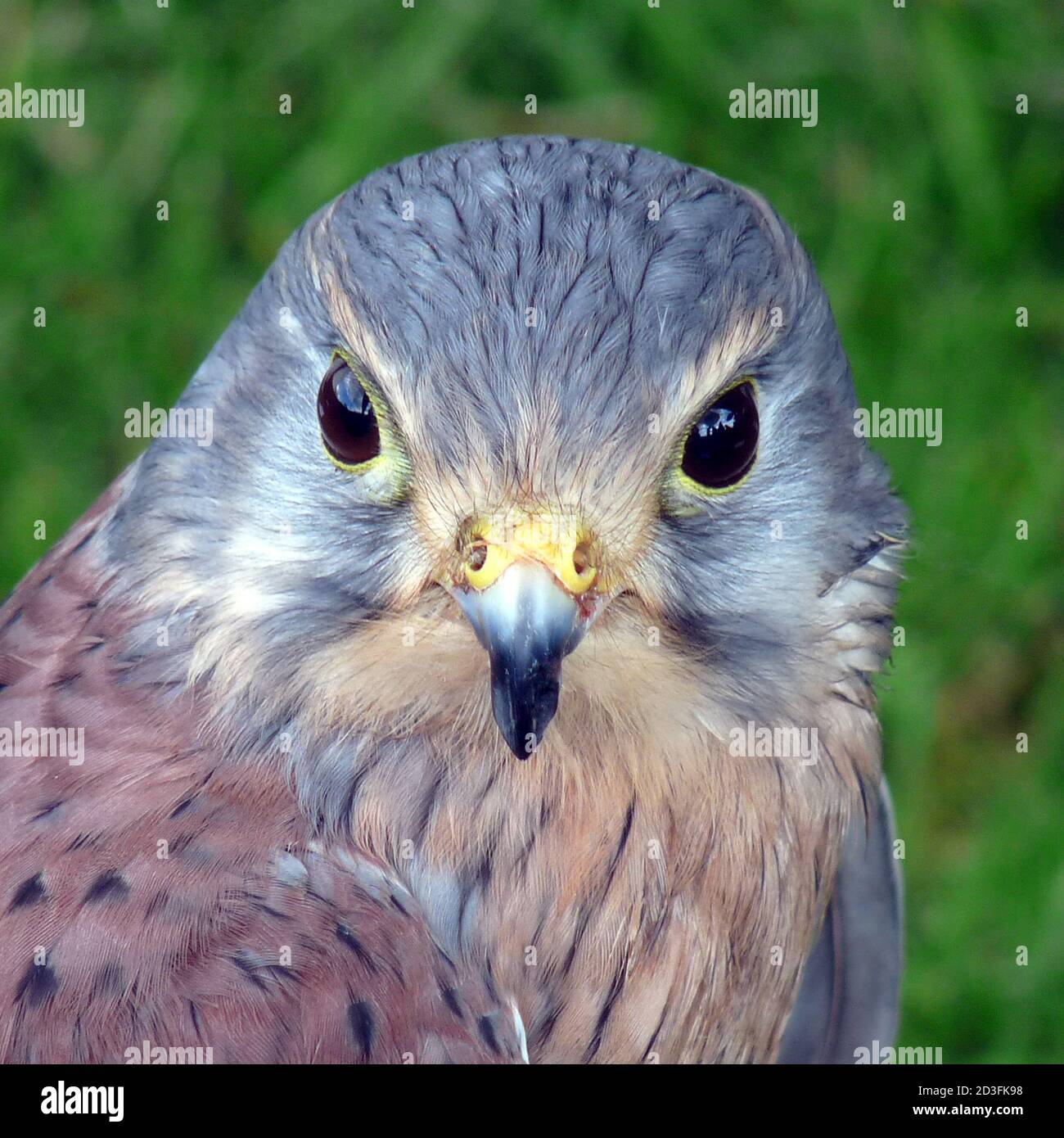 Kestrel - primo piano della faccia Foto Stock