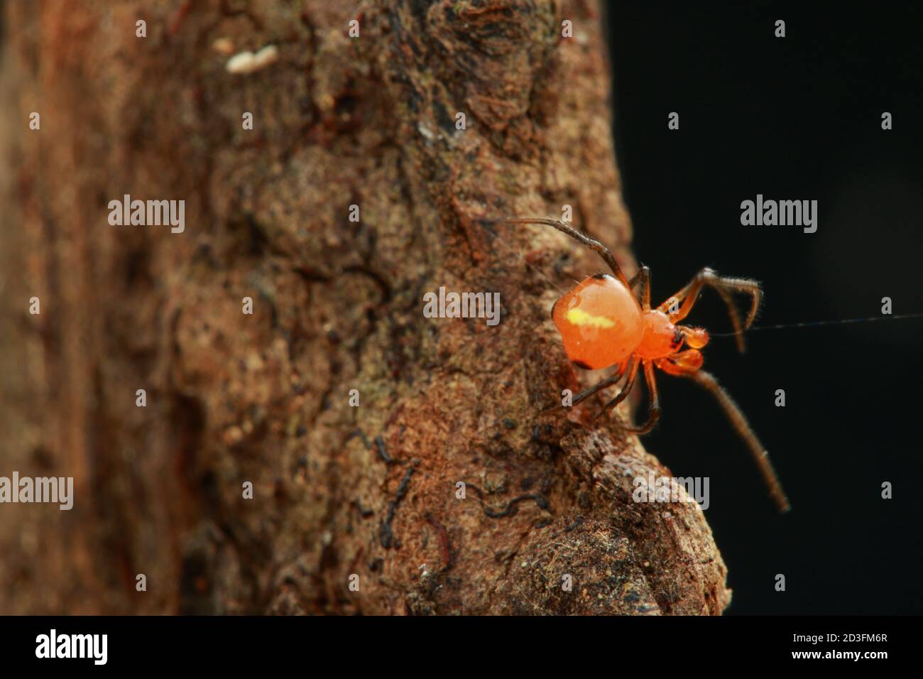 Ragno a pettine, probabilmente Argyrodes Foto Stock