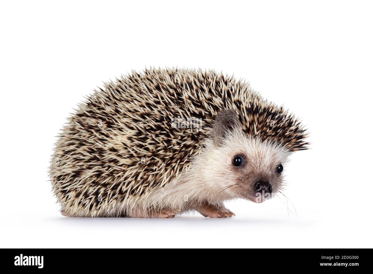 Carino bambino africano pygme hedgehog, in piedi modi laterali. La testa si girò e guardava verso la fotocamera. Isolato su sfondo bianco. Foto Stock