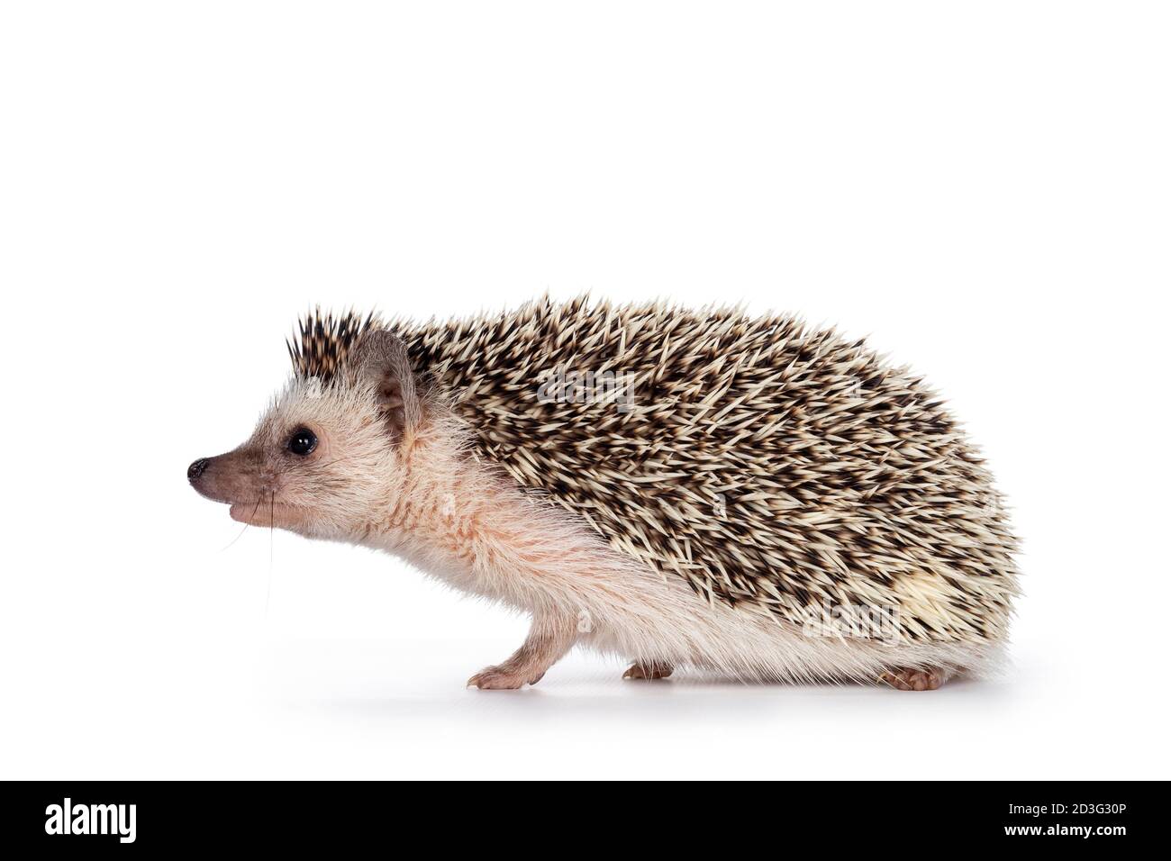 Carino bambino africano pygme hedgehog, in piedi modi laterali. Ooking dritto avanti. Isolato su sfondo bianco. Foto Stock