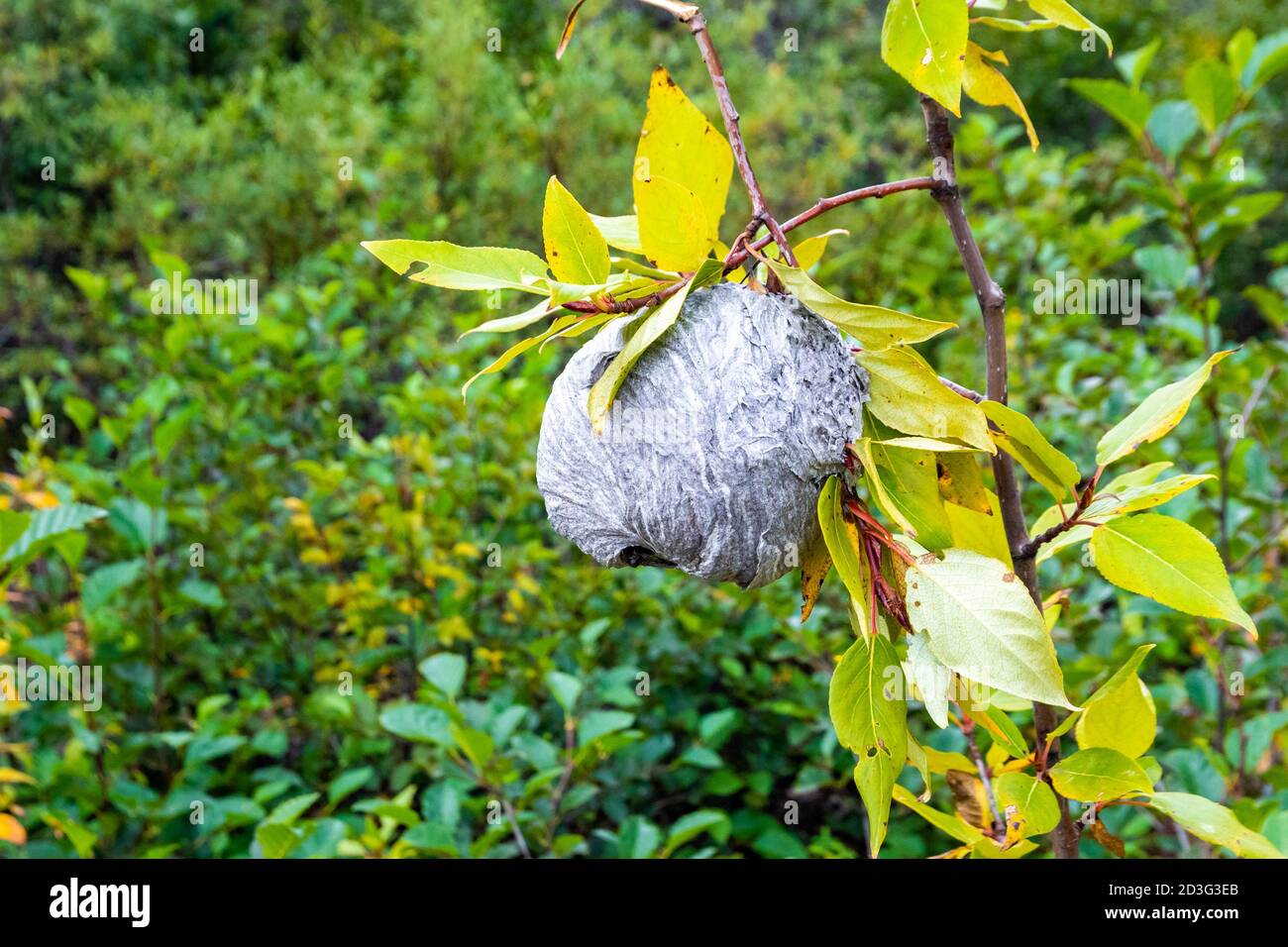 Primo piano su nido di vespe selvaggia nella natura selvaggia tenere fuori Foto Stock