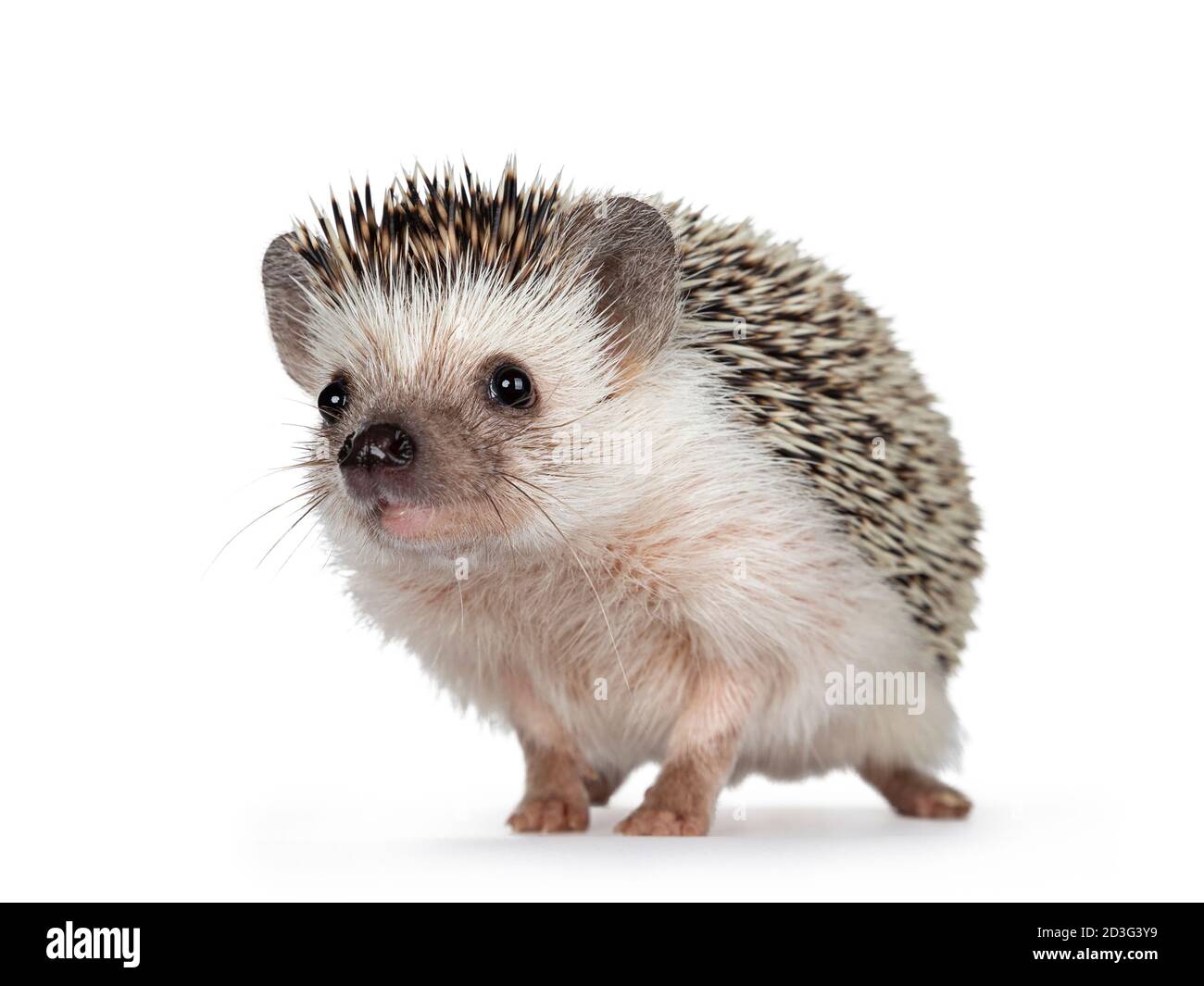 Carino adulto africano pygme hedgehog, in piedi di fronte. Guardando direttamente alla fotocamera. Isolato su sfondo bianco. Foto Stock