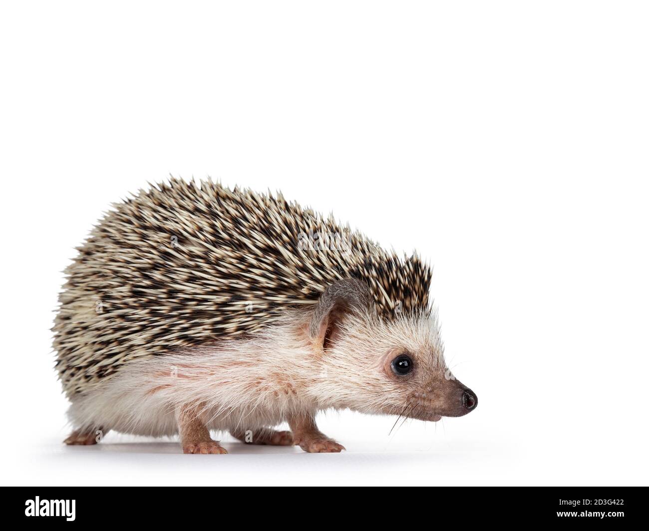 Carino adulto africano pygme hedgehog, in piedi modi laterali. Guardando dritto con il naso giù. Isolato su sfondo bianco. Foto Stock