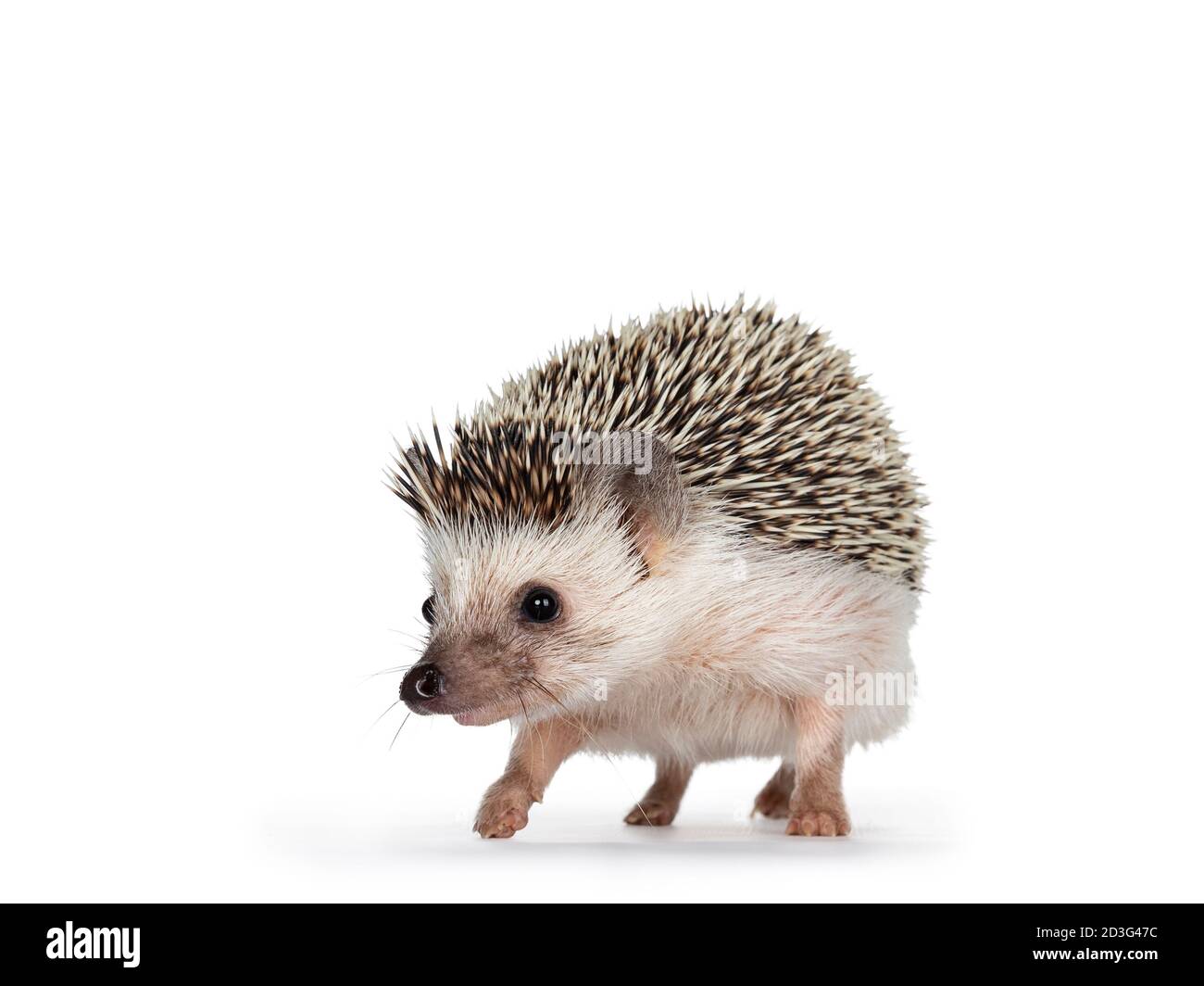 Carino adulto africano pygme hedgehog, a piedi in avanti guardando dritto. Isolato su sfondo bianco. Foto Stock