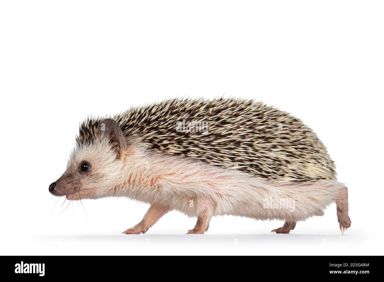 Carino adulto africano pygme hedgehog, a piedi vie laterali. Guardando dritto. Isolato su sfondo bianco. Foto Stock