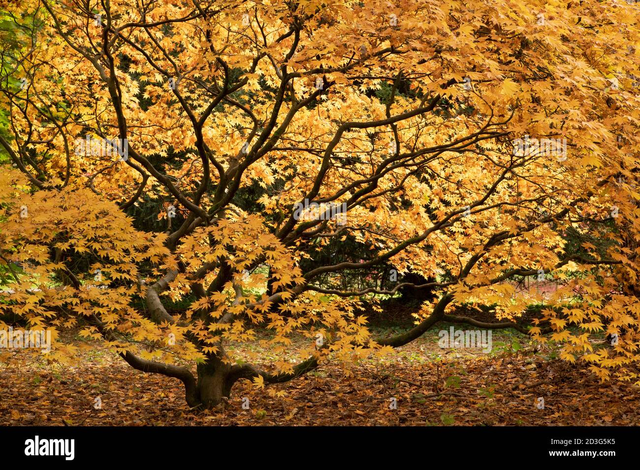 Acer giapponese albero in autunno Foto Stock