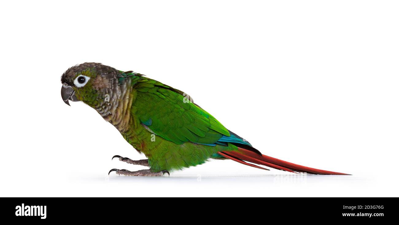 Uccello di Pirrhura verde cheeky, in piedi lungo le vie laterali su superficie piatta. Guardando dritto. Isolato su sfondo bianco. Foto Stock