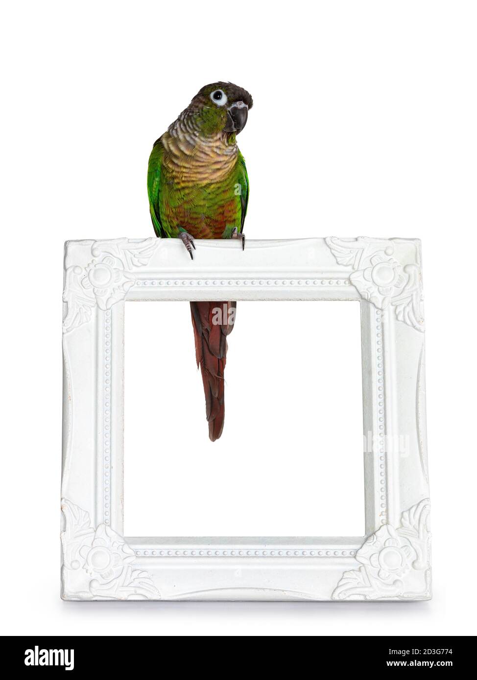 Un uccello di Pirrhura, verde e allegro, seduto di fronte su una cornice fotografica bianca. Guardando dritto. Isolato su sfondo bianco. Foto Stock