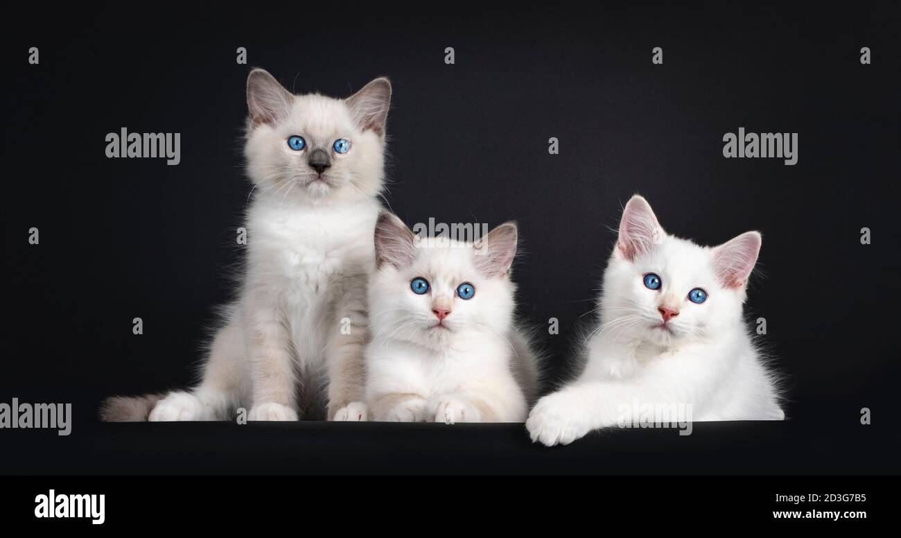 Gruppo di tre gattini di gatto Ragdoll seduti e stendendosi su una fila. Il tutto guardando verso la fotocamera con gli occhi blu ipnotizzanti. Isolato su sfondo nero. Foto Stock