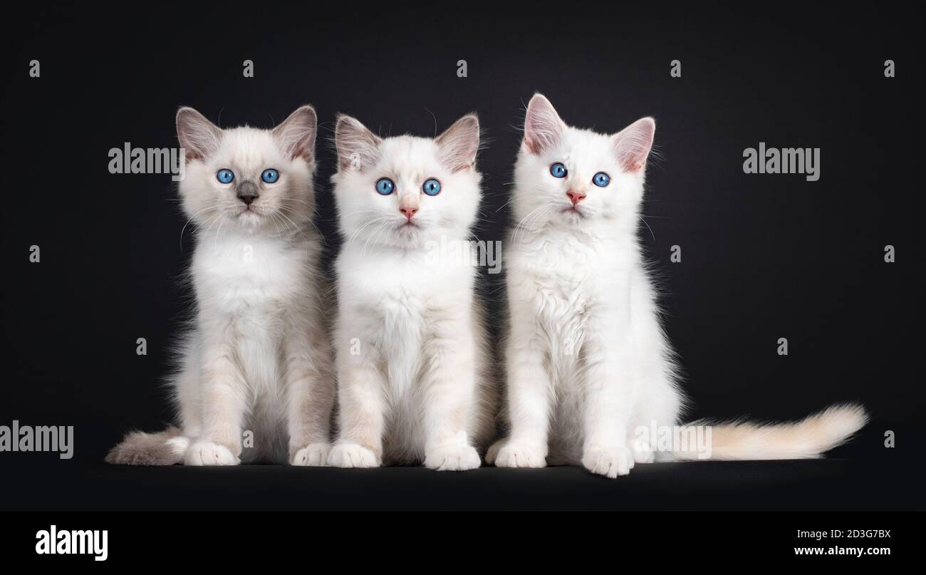 Gruppo di tre gattini di gatto Ragdoll seduti su una fila. Il tutto guardando verso la fotocamera con gli occhi blu ipnotizzanti. Isolato su sfondo nero. Foto Stock