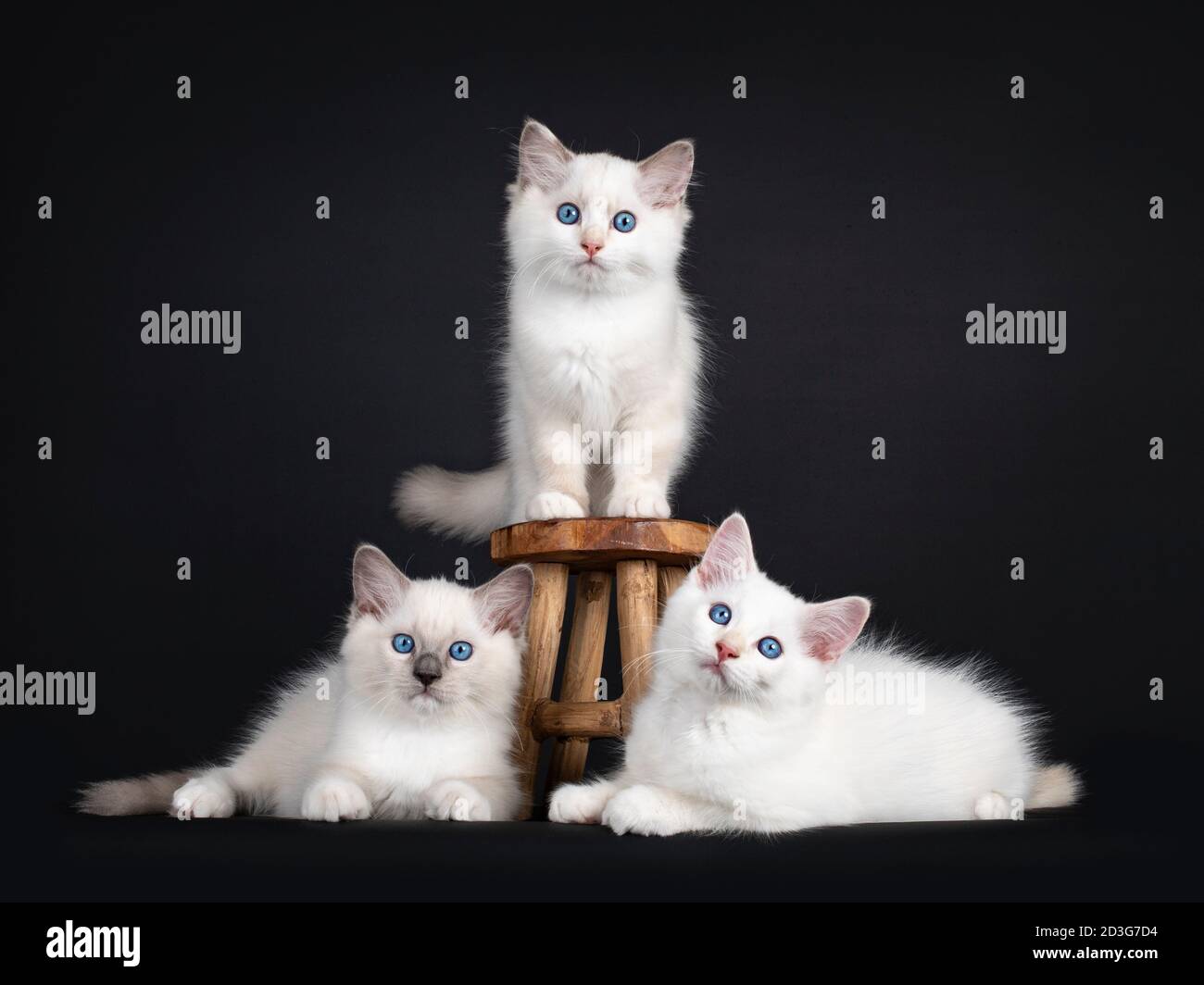 Gruppo di tre gattini di gatto Ragdoll in piedi e adagiato accanto a poco sgabello di legno. Il tutto guardando verso la fotocamera con gli occhi blu ipnotizzanti. ISOL Foto Stock
