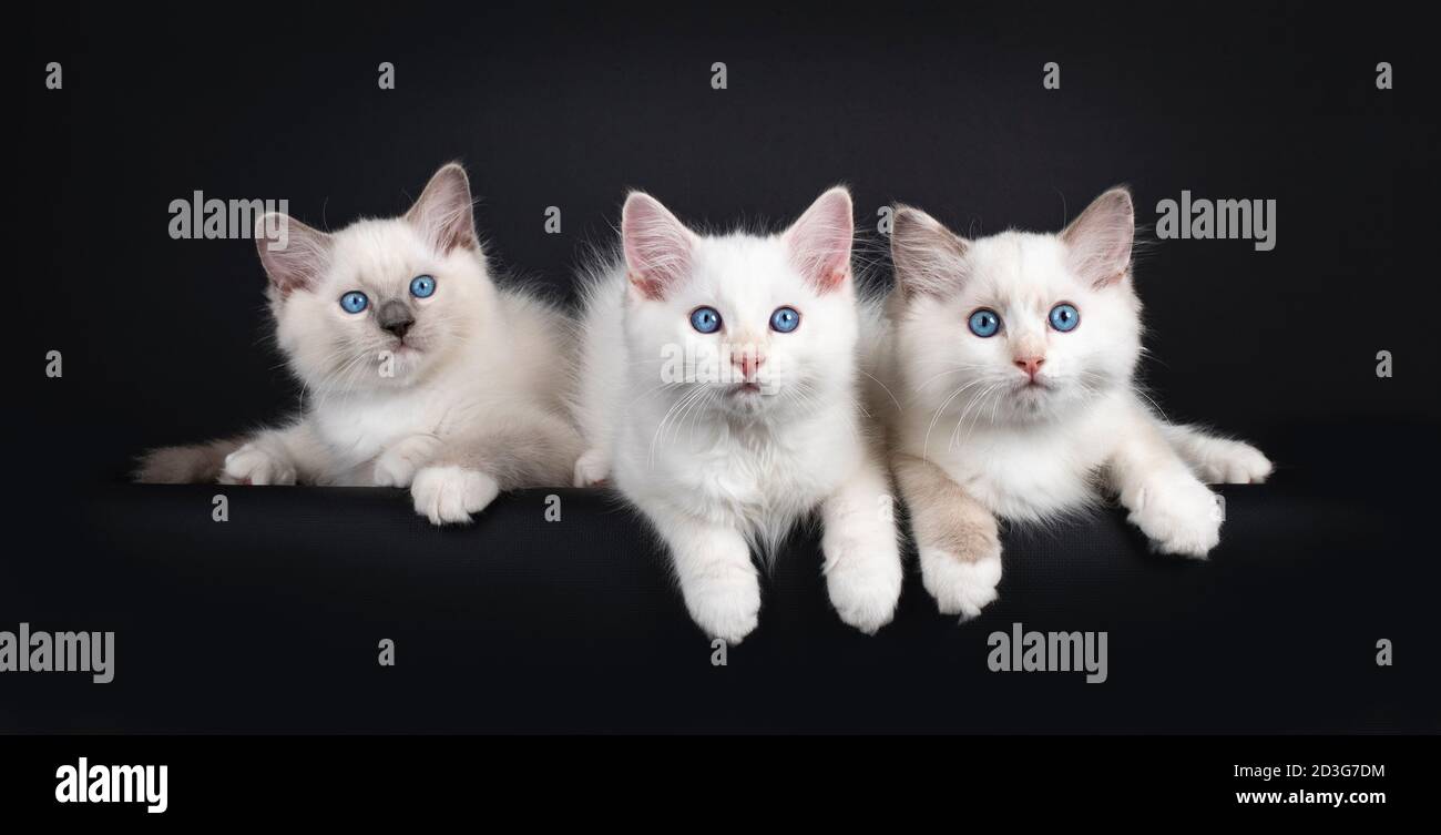 Gruppo di tre gattini di gatto ragdoll che si stendono su una fila. Il tutto guardando verso la fotocamera con gli occhi blu ipnotizzanti. Isolato su sfondo nero. Foto Stock