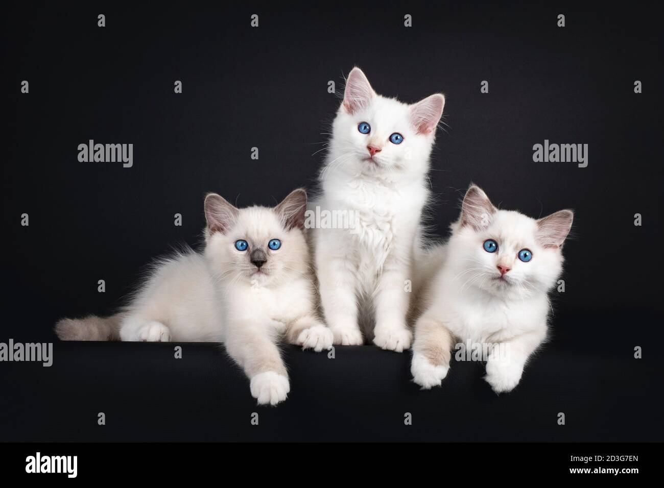 Gruppo di tre gattini di gatto Ragdoll seduti e distese su una fila. Il tutto guardando verso la fotocamera con gli occhi blu ipnotizzanti. Isolato su sfondo nero Foto Stock