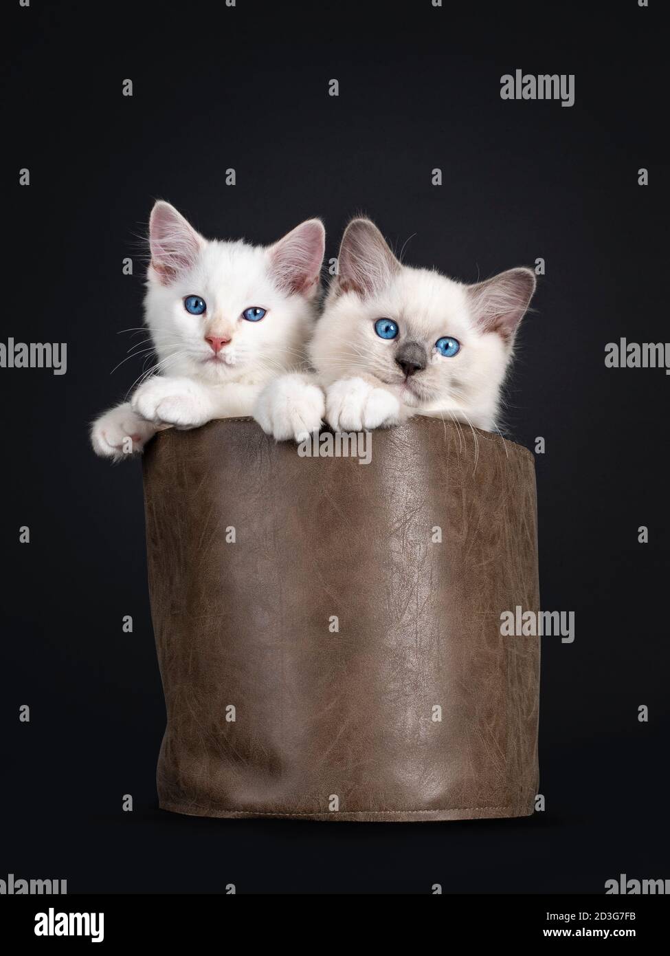 Due gattini di gatto Ragdoll seduti in una borsa marrone del leater. Il tutto guardando verso la fotocamera con gli occhi blu ipnotizzanti. Isolato su sfondo nero. Foto Stock