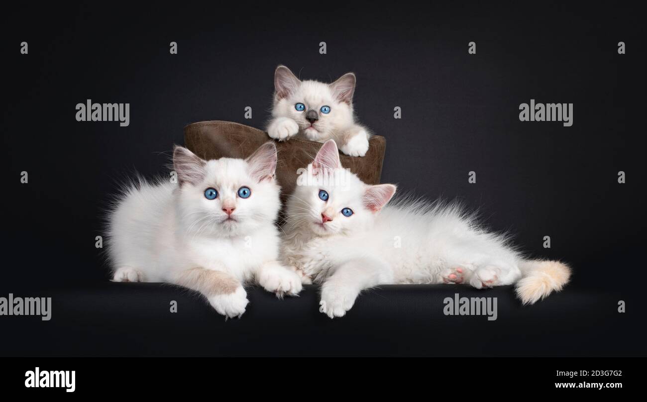 Gruppo di tre gattini di gatto Ragdoll seduti in en e davanti alla borsa di pelle marrone. Il tutto guardando verso la fotocamera con gli occhi blu ipnotizzanti. Isolato su Foto Stock