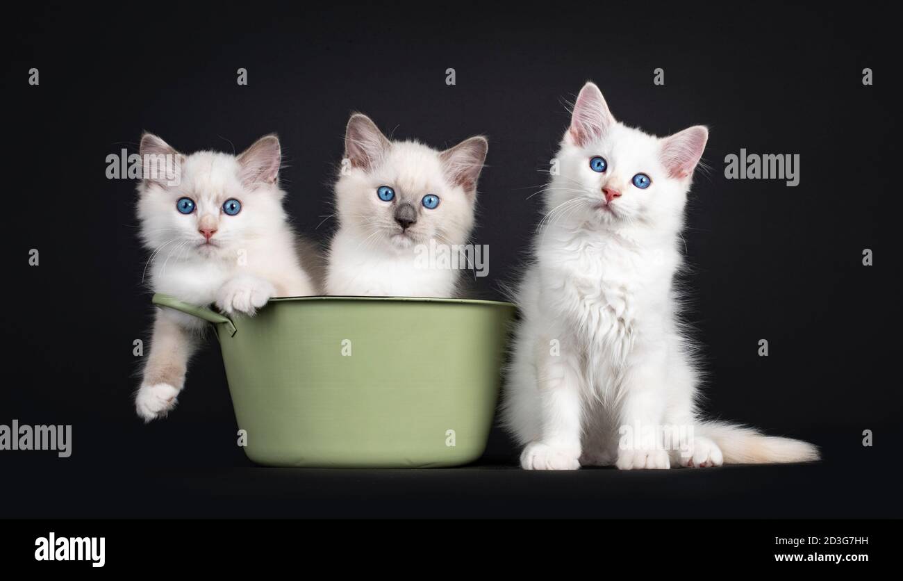 Gruppo di tre ragdoll gatto kittenssitting in e accanto a una vasca verde. Il tutto guardando verso la fotocamera con gli occhi blu ipnotizzanti. Isolato su sfondo nero Foto Stock