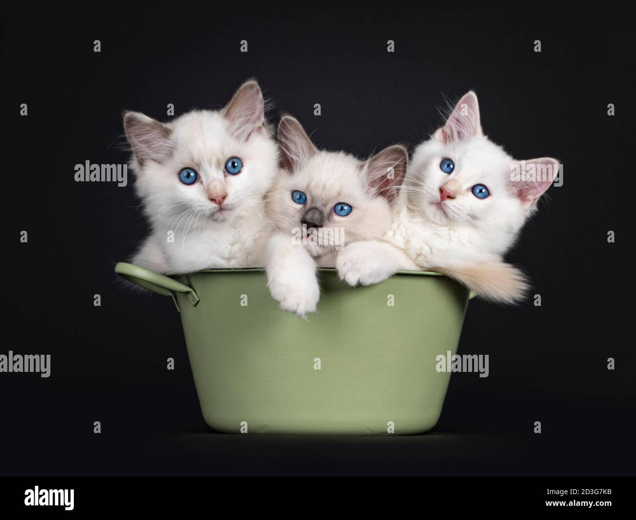 Gruppo di tre gattini di gatto ragdoll ripieni in una vasca verde. Il tutto guardando verso la fotocamera con gli occhi blu ipnotizzanti. Isolato su sfondo nero. Foto Stock