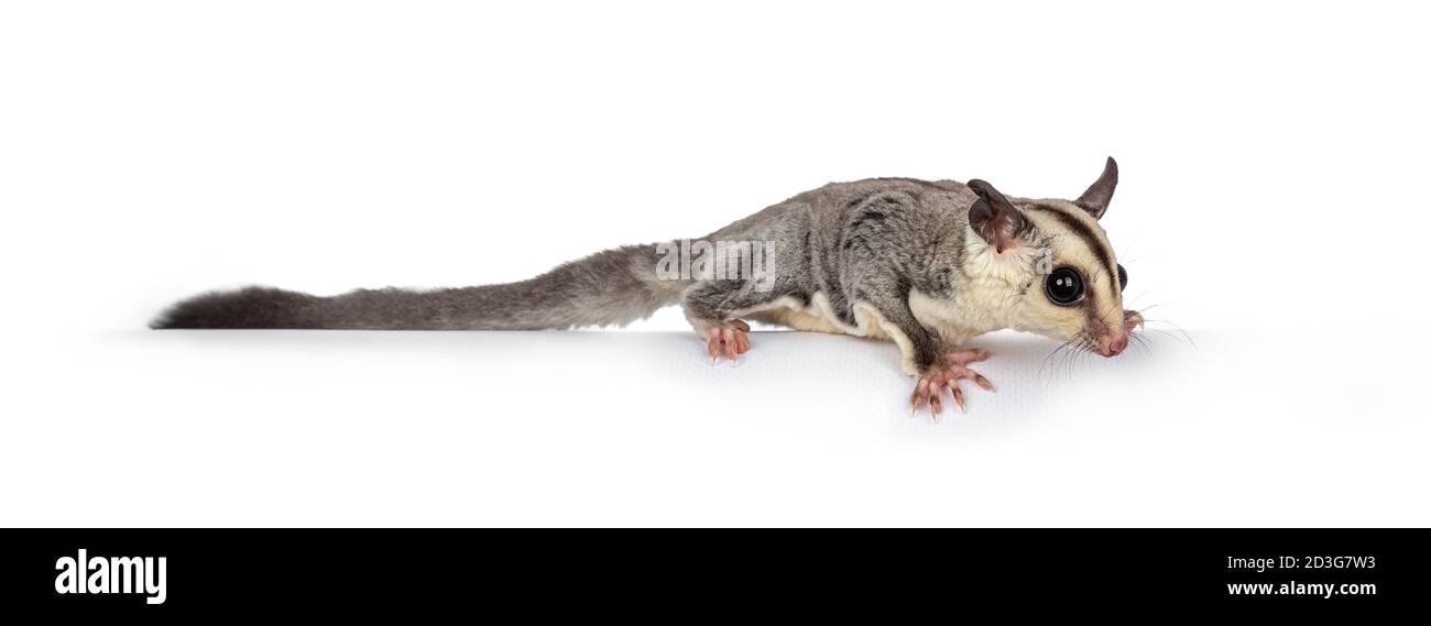 L'adorabile Glider dello zucchero, alias Petaurus, si trova in posizione laterale sul bordo e si dirige verso il basso guardando dritto. Isolato su sfondo bianco. Foto Stock