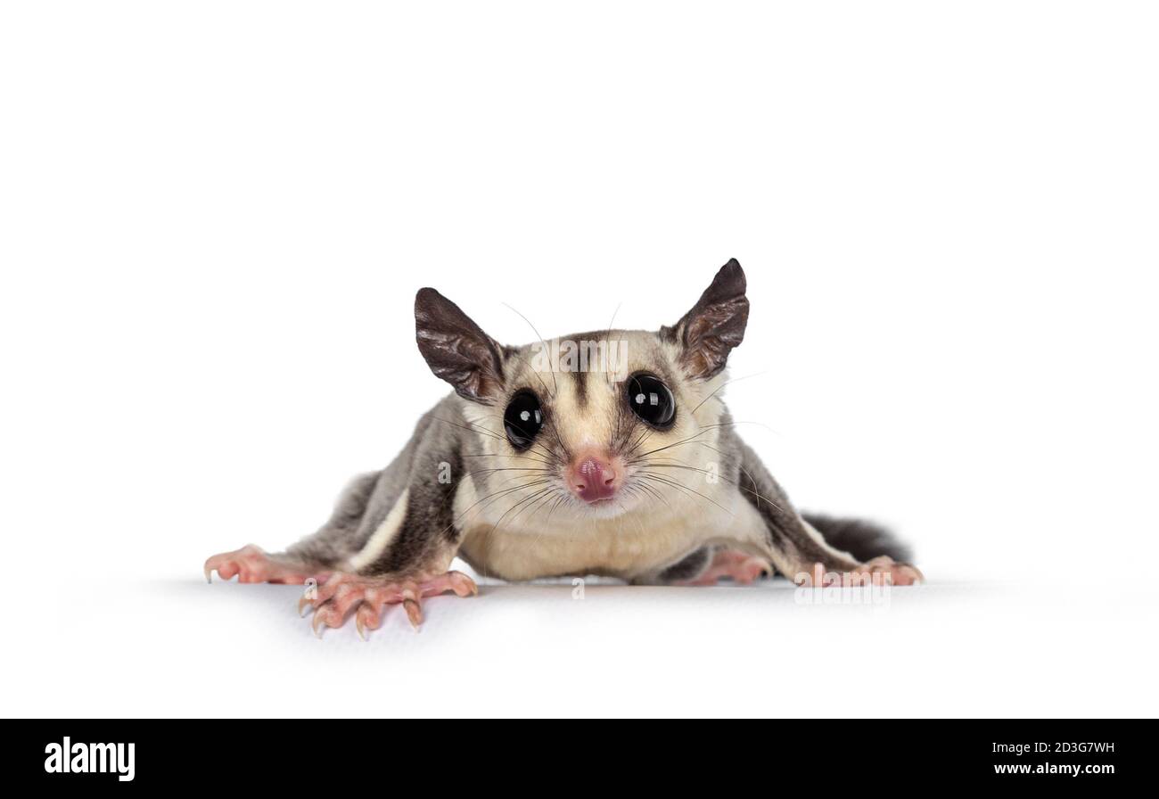 Adorabile Sugar Glider aka Petaurus breviceps in piedi sul bordo di fronte, guardando dritto alla fotocamera che mostra entrambi gli occhi. Isolato su sfondo bianco Foto Stock