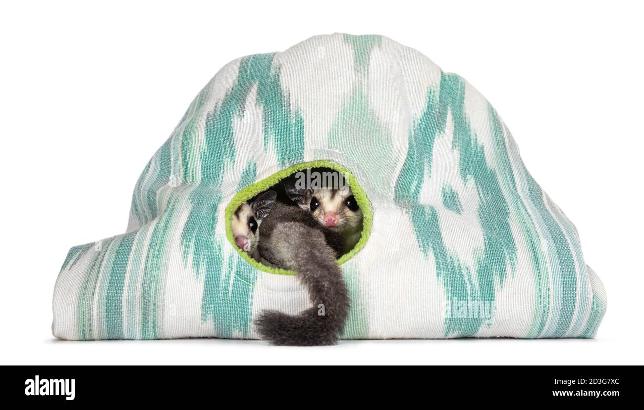 Un paio di Sugar Gliders aka Petaurus breviceps seduti in tenda, guardando attraverso l'apertura rotonda con una coda appesa fuori. Isolato su sfondo bianco. Foto Stock