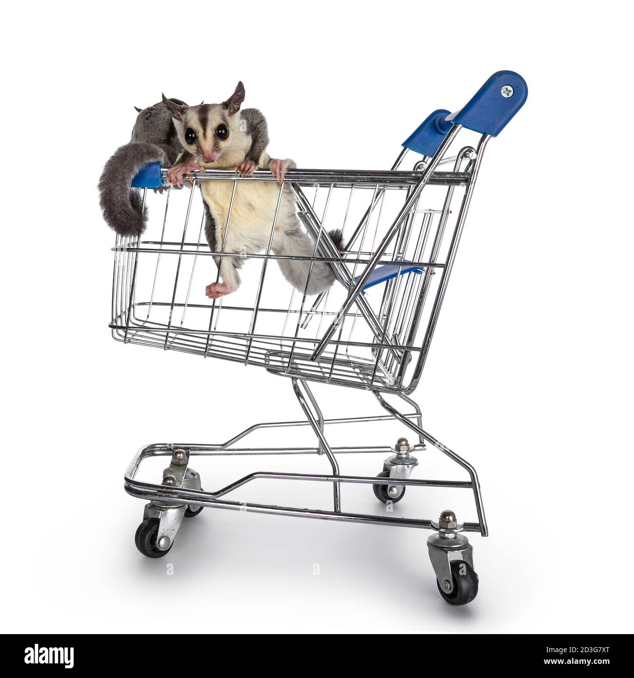 Adorabile Sugar Gliders aka Petaurus breviceps, appeso nel carrello giocattolo della drogheria, guardando direttamente alla macchina fotografica che mostra entrambi gli occhi. Isolato su sfondo bianco. Foto Stock