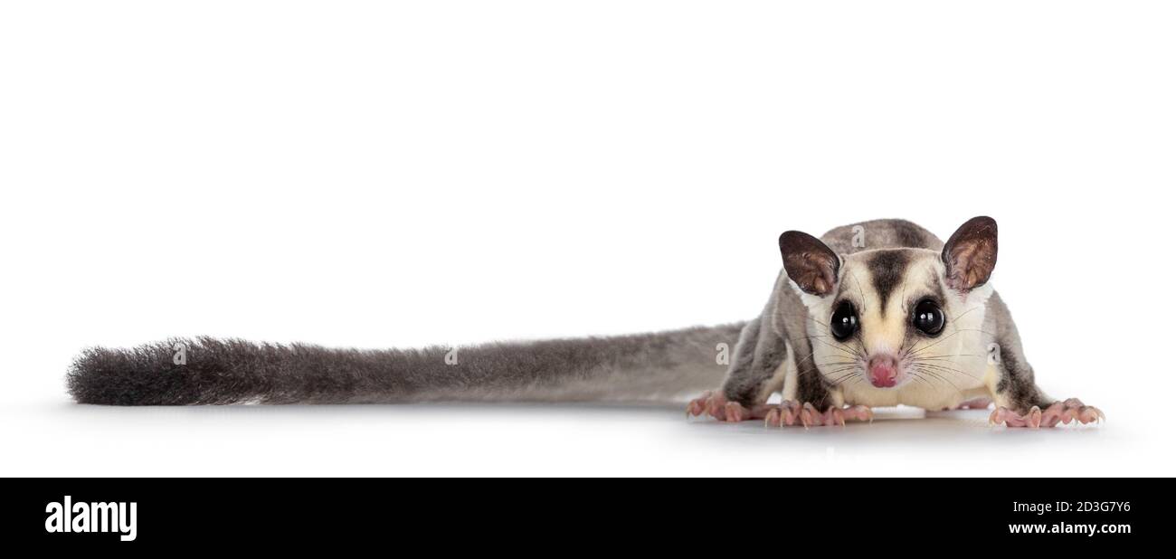 Adorabile Sugar Glider aka Petaurus, in piedi di fronte, guardando dritto alla fotocamera che mostra entrambi gli occhi. Isolato su sfondo bianco. Foto Stock
