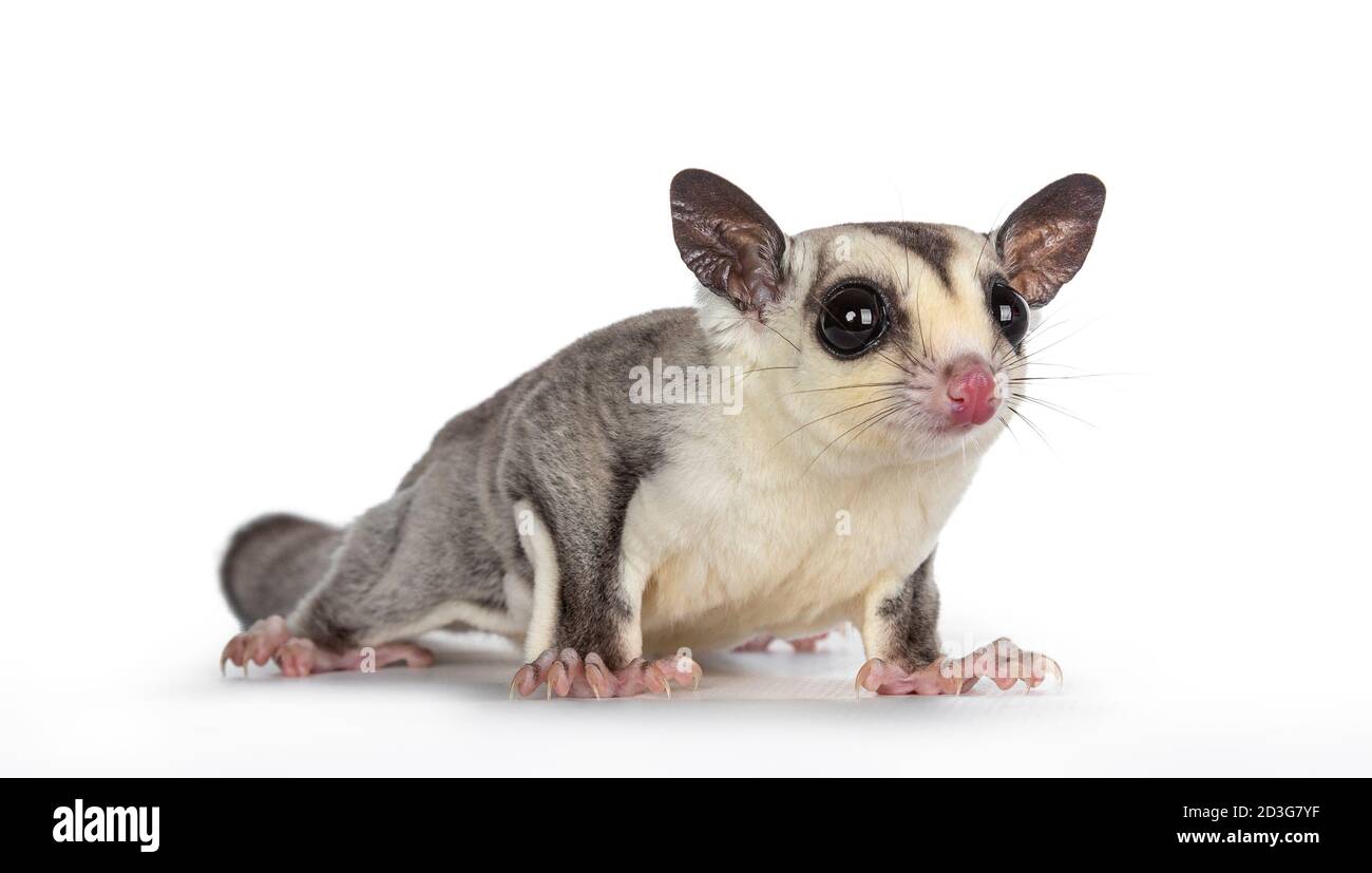 Primo piano di adorabili Pivoripiti di Sugar Glider aka Petaurus, in piedi di fronte, guardando direttamente alla telecamera che mostra entrambi gli occhi. Isolato su sfondo bianco Foto Stock
