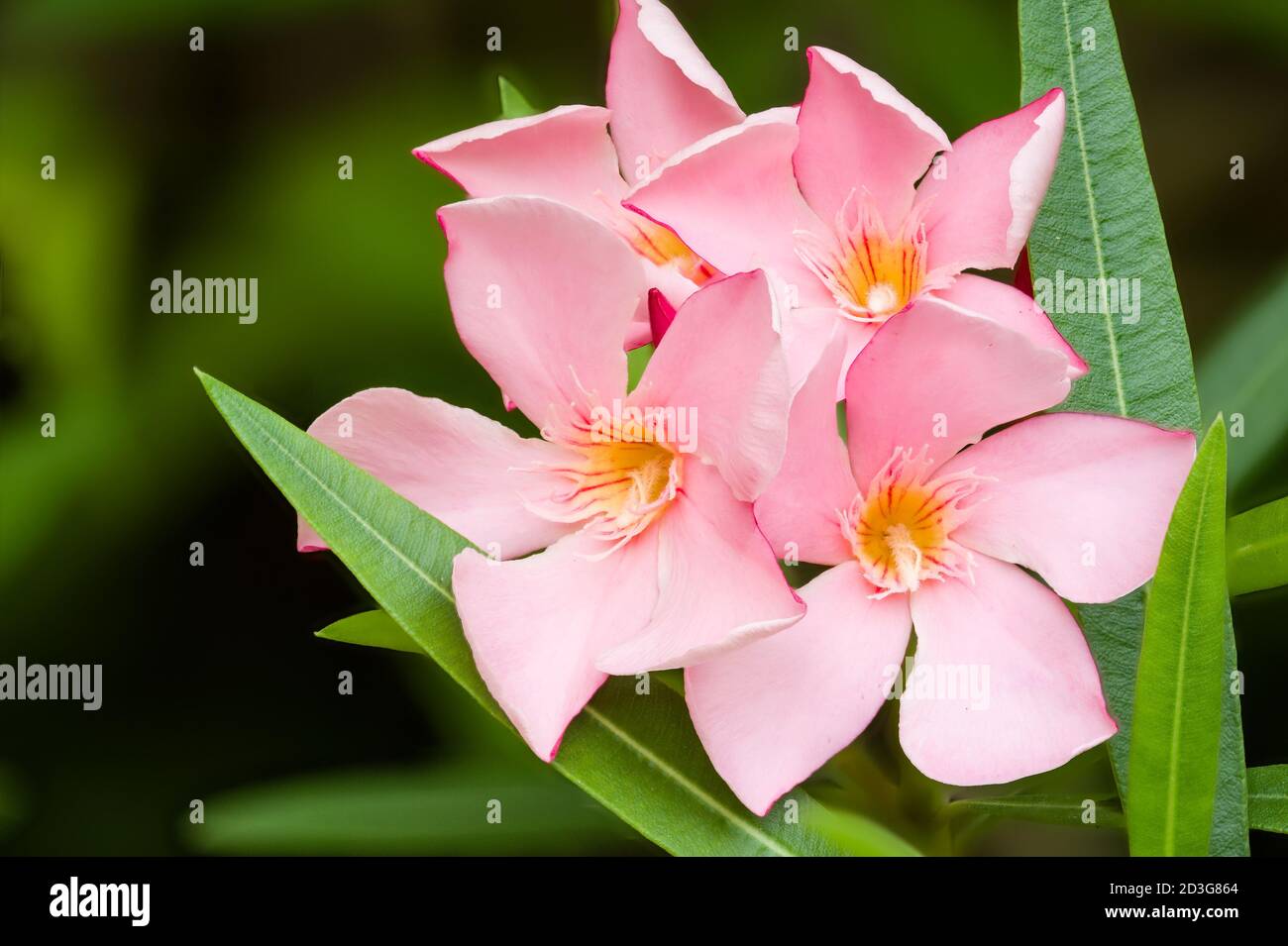 Nerium oleander, arbusto sempreverde o piccolo albero della famiglia dogbane Apodynaceae, tossico in tutte le sue parti. Foto Stock
