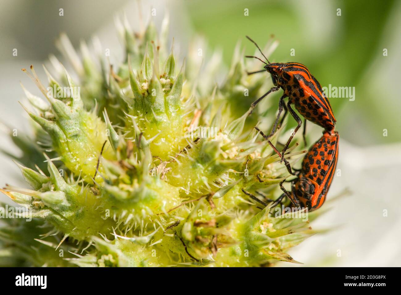 Accoppiamento dei coleotteri di Graphosoma italicum su pianta verde Foto Stock