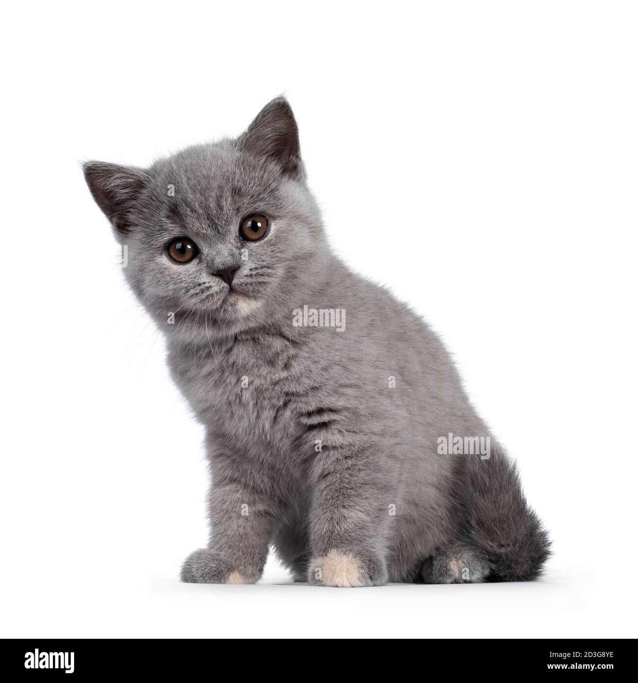 Adorabile tortie blu inglese Shorthair gatto gattino, seduta lateralmente.  Guardando verso la fotocamera con gli occhi marroni rotondi e la carina  inclinazione della testa. Isolato su WI Foto stock - Alamy