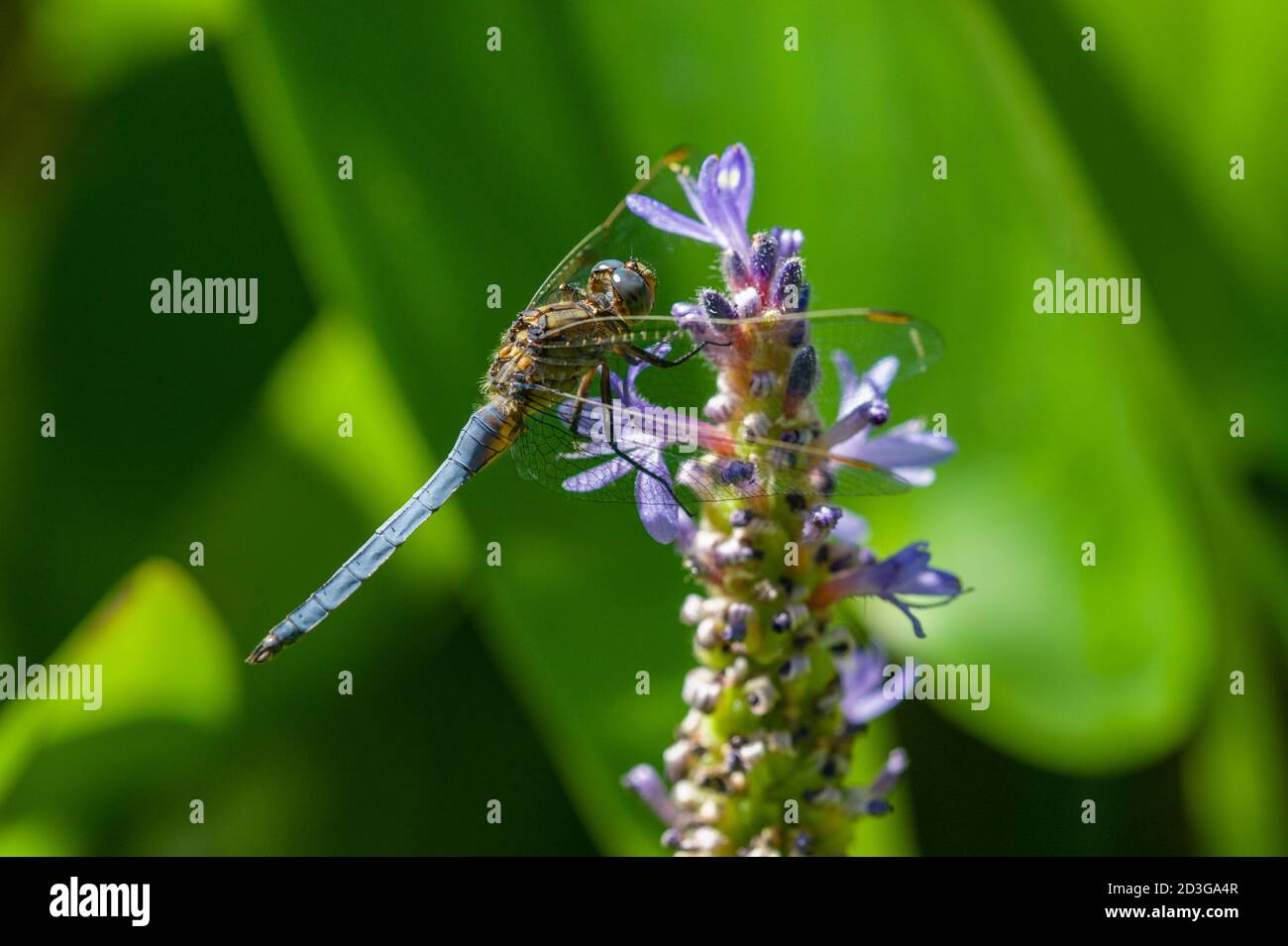 Libellula blu su Spike di piante di fiori acquatiche giglio Foto Stock