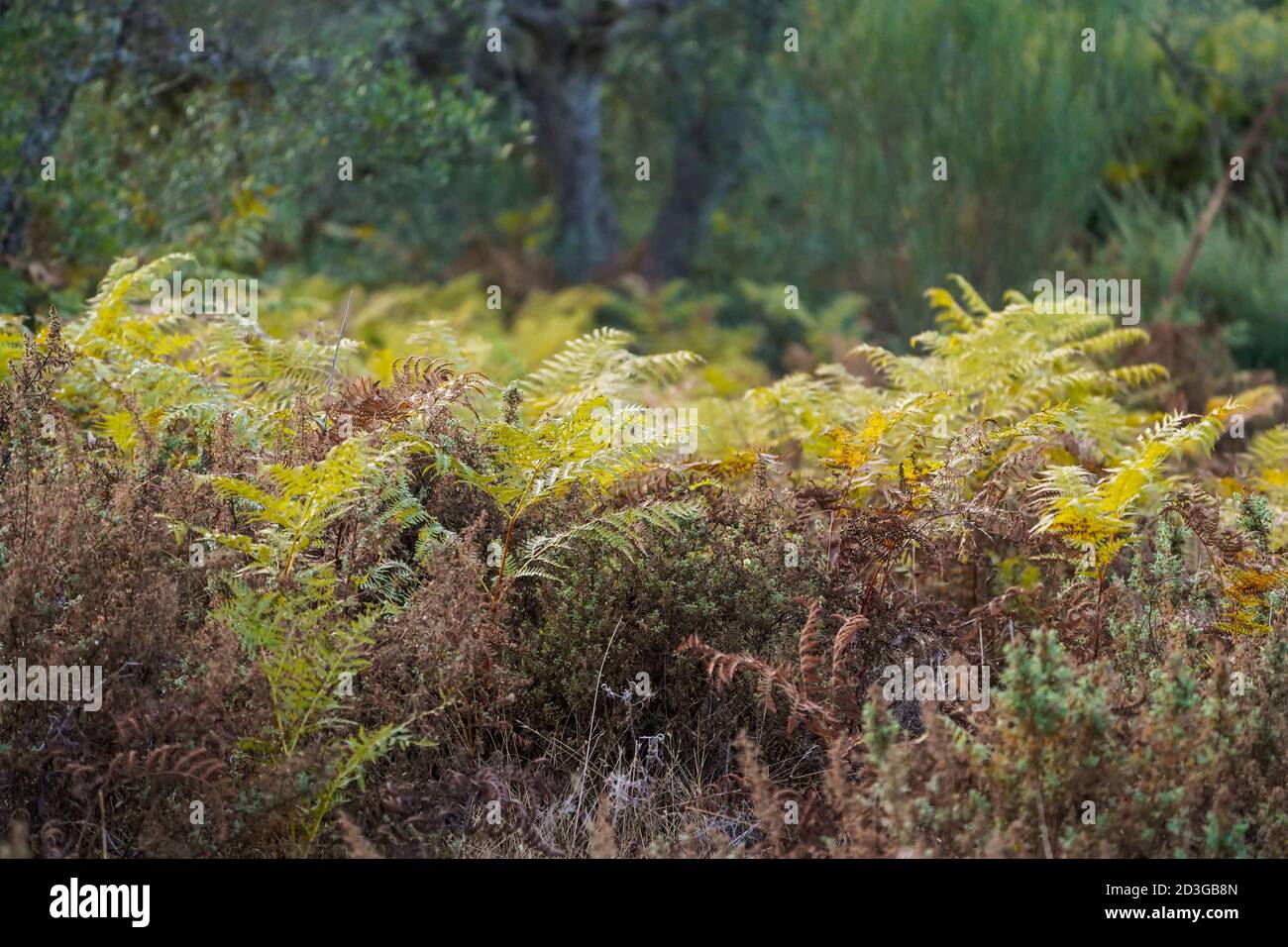 Primo piano di Eagle Fern, Pteridium aquilinum, in autunno, Andalusia, Spagna. Foto Stock