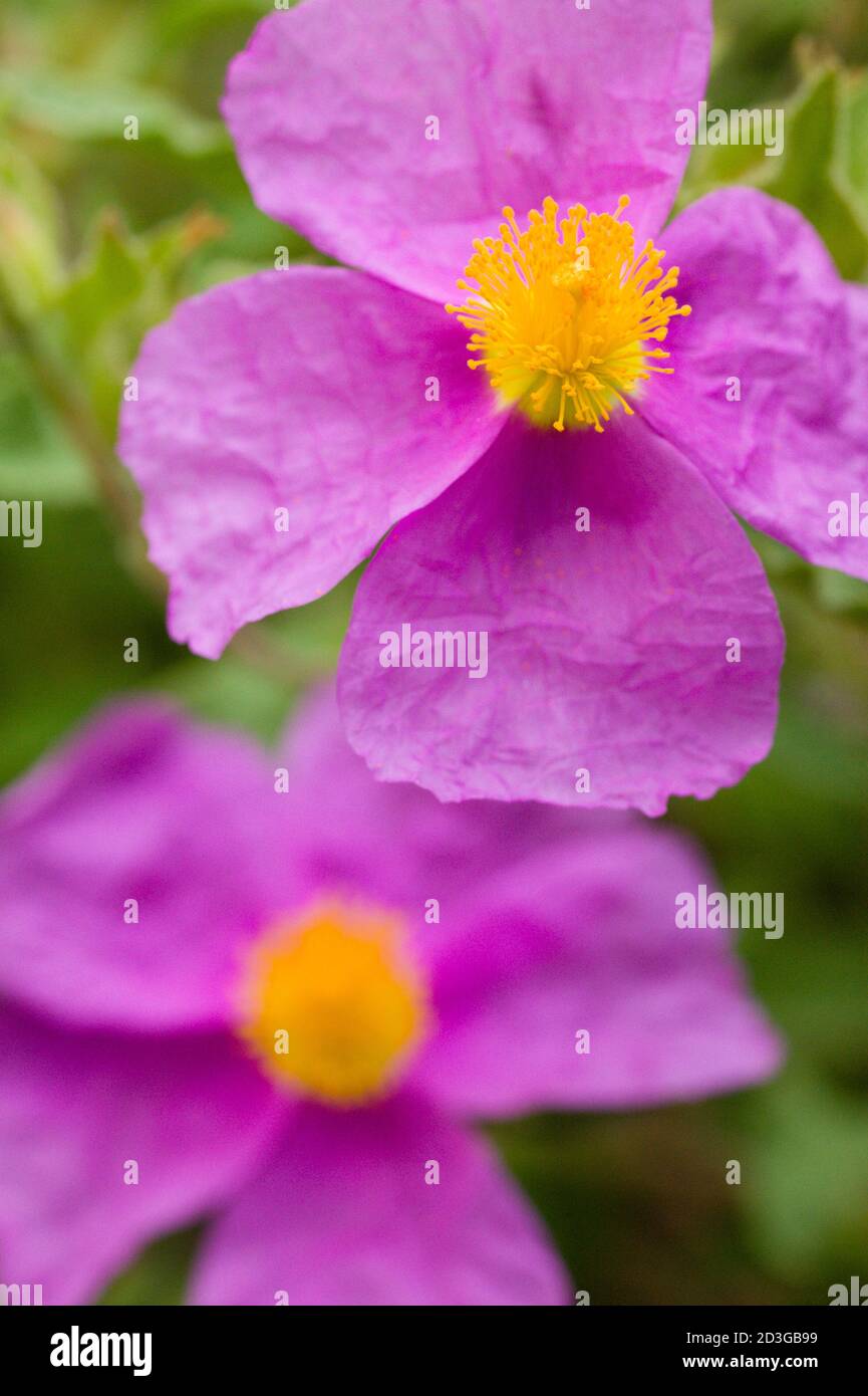 Fiori rosa di roccia con pistilli gialli e stamen Foto stock - Alamy