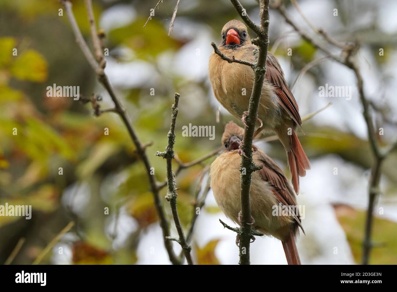 Madre e figlia cardinale in legno Foto Stock