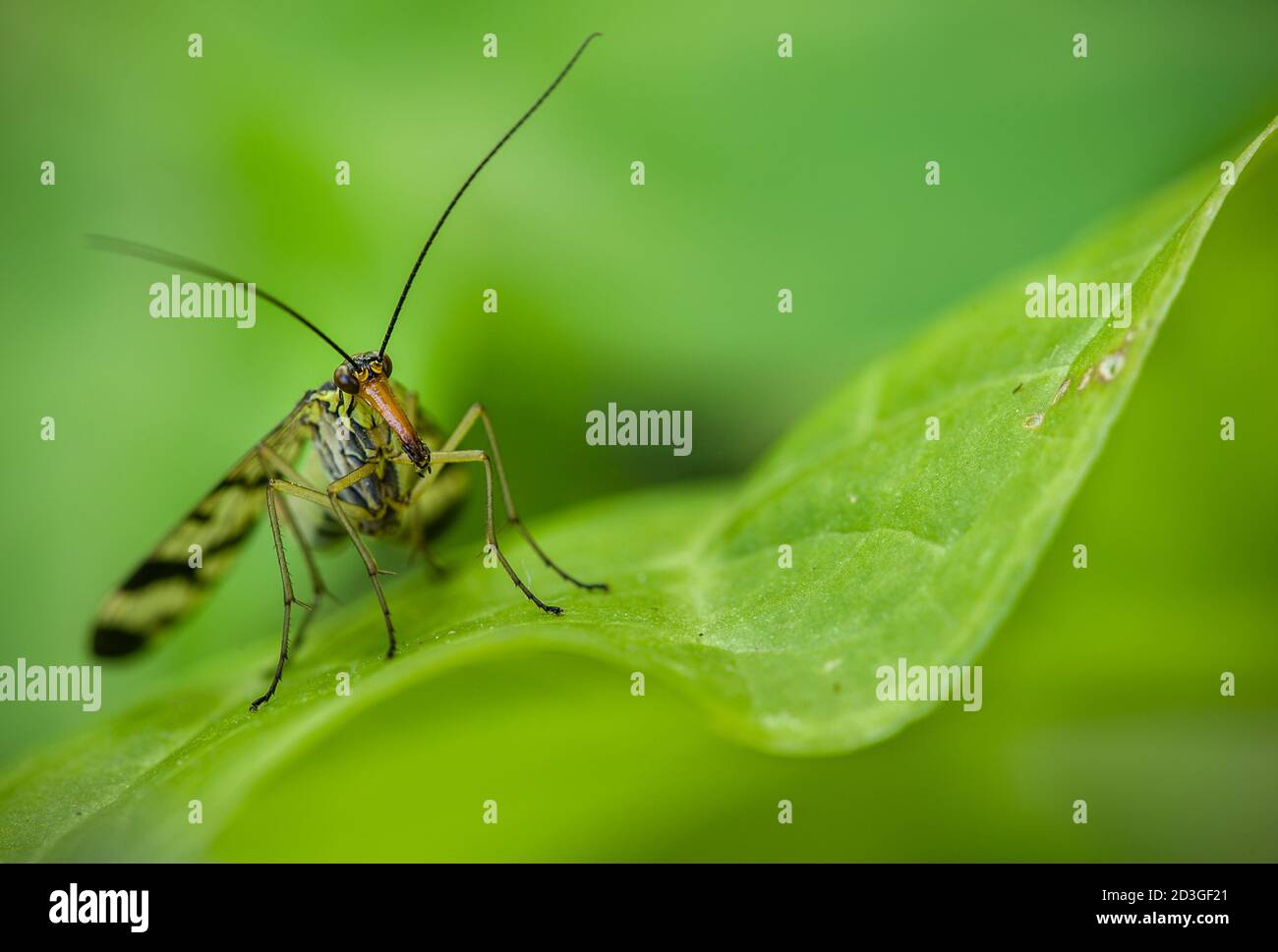 Insetto naso lungo su foglia verde in primavera Foto Stock