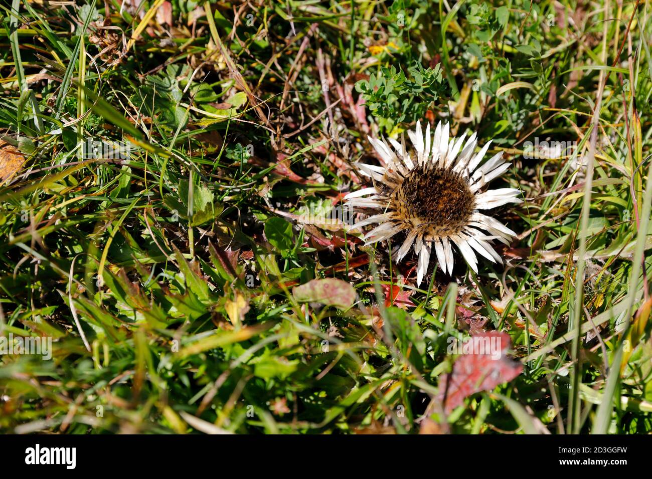 Un cardo d'argento nell'erba di una montagna, la Stiria Foto Stock