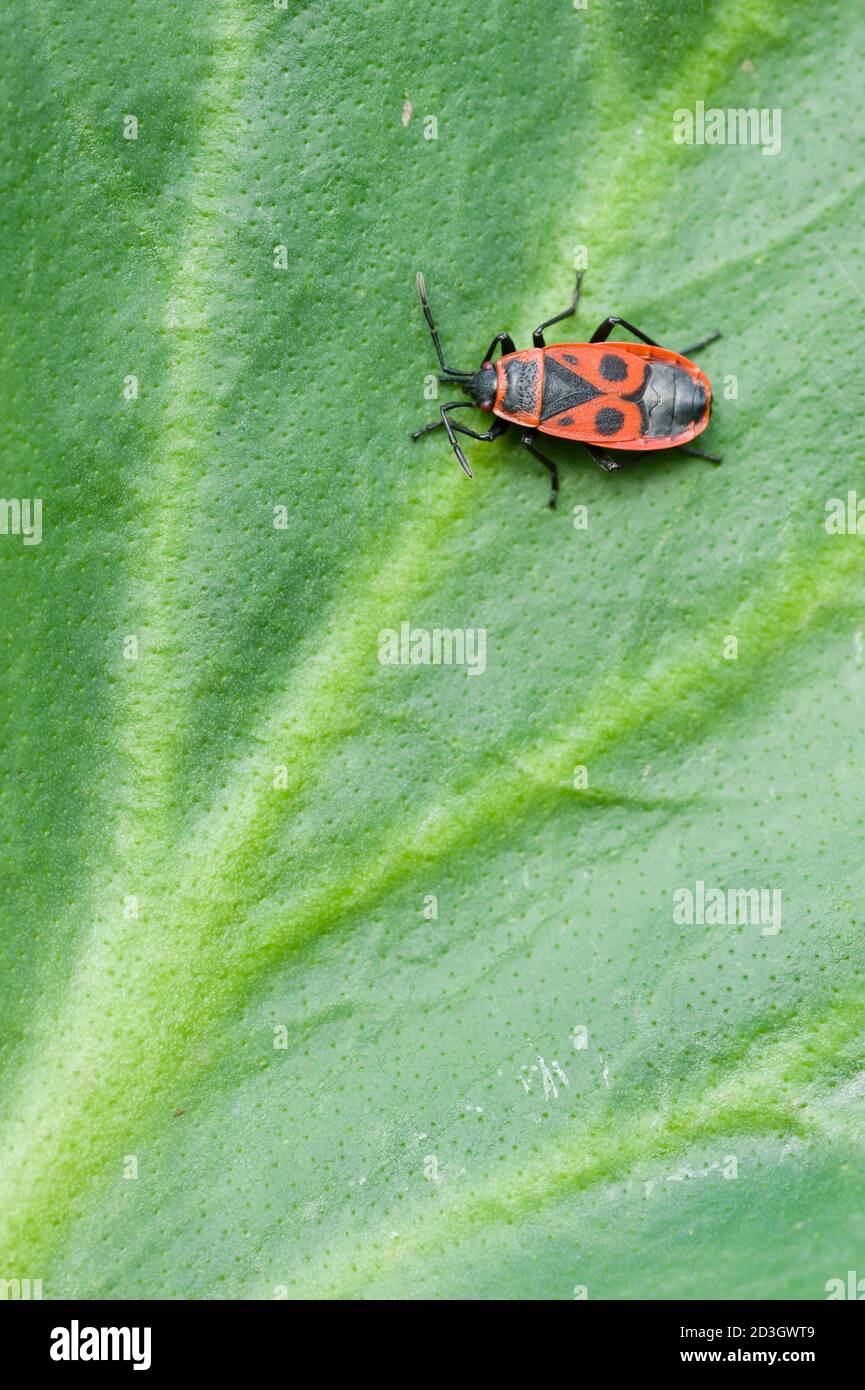 Insetto coleottero nero e rosso su foglia verde Foto Stock