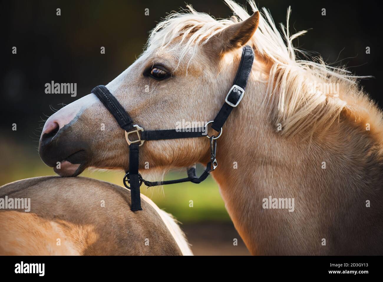 Ritratto di un divertente e bello cavallo di una razza palomino, che delicatamente posato la testa sull'accovacciamento di un altro cavallo in una giornata estiva di sole. Foto Stock
