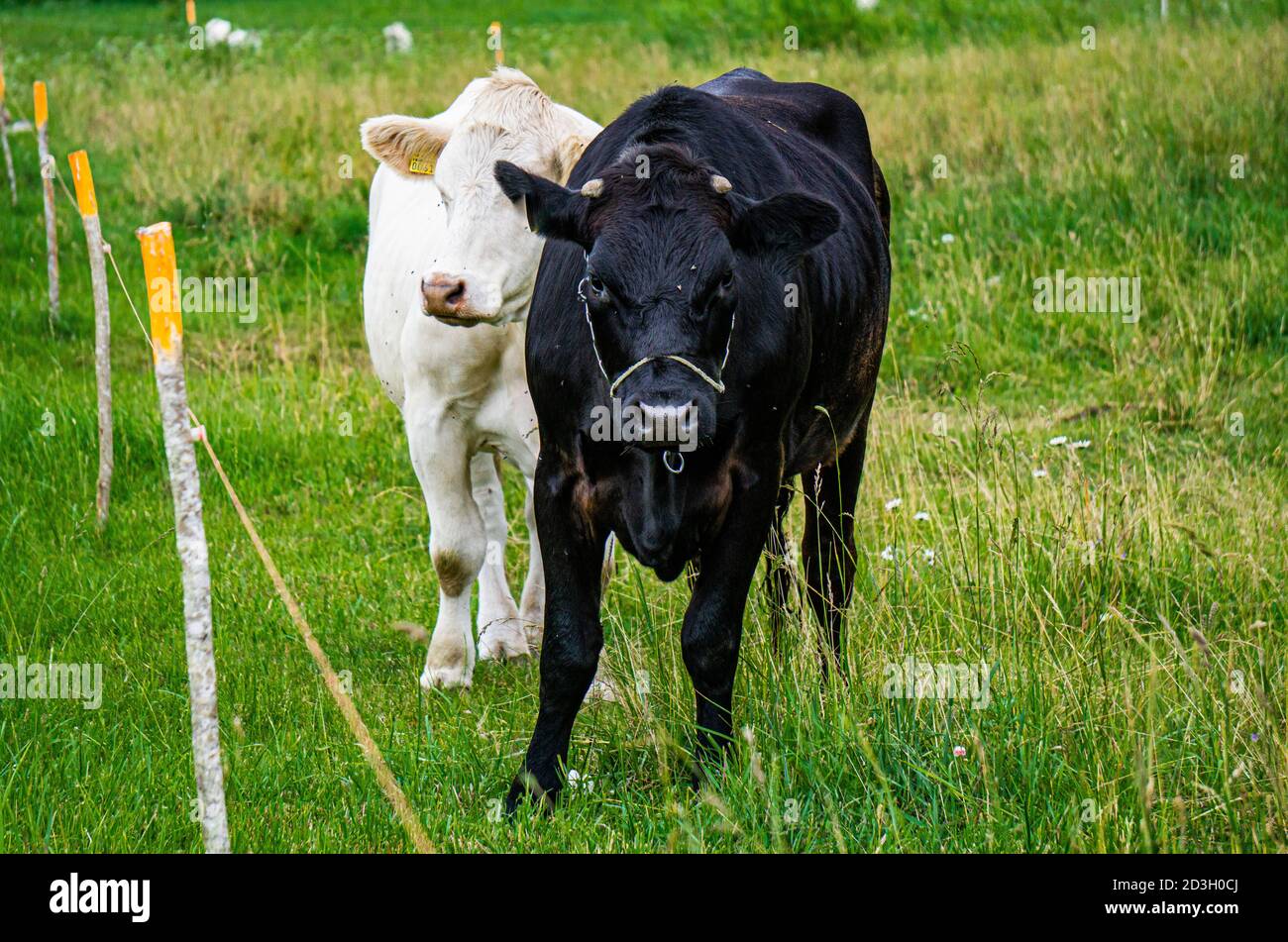 Grandi mucche bianche e nere pascolano sul campo all'aperto. Foto Stock