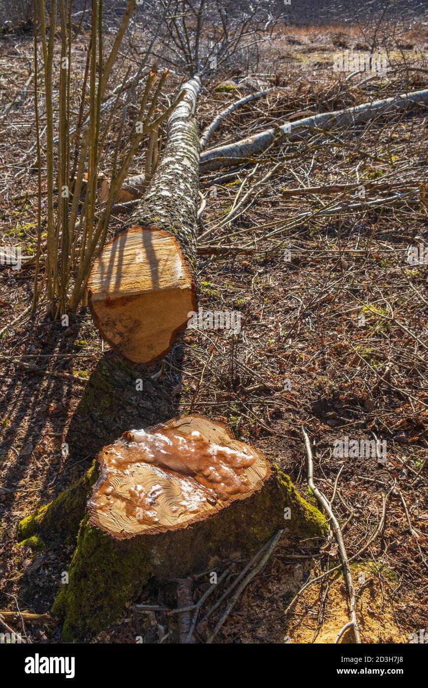 Albero di betulla segato sul pavimento della foresta Foto Stock