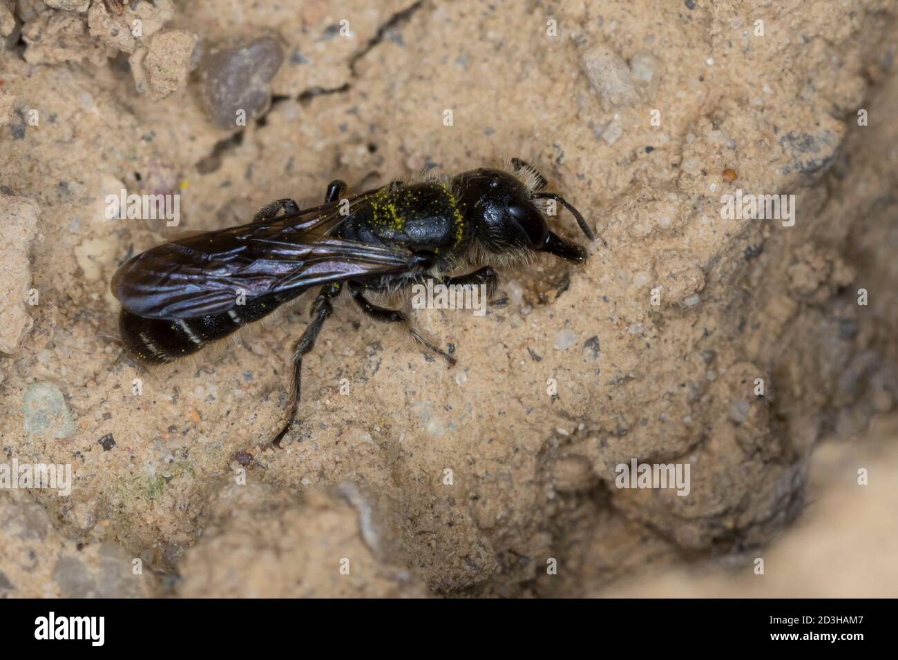 Hahnenfuß-Scherenbiene, Hahnenfuss-Scherenbiene, Scherenbiene, Scherenbienen, Weibchen, sammelt Lehm für den Niströhren-Verschluss, Chelostoma floriso Foto Stock