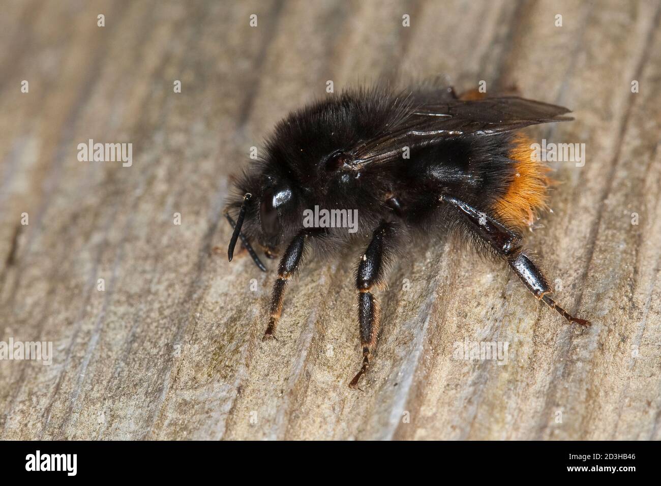 Distelhummel, Distel-Hummel, Weibchen, Bombus cf soroeensis, Pyrobombus cf soroeensis, bumblebee a cintura spezzata, Ilfracombe bumblebee, femmina Foto Stock