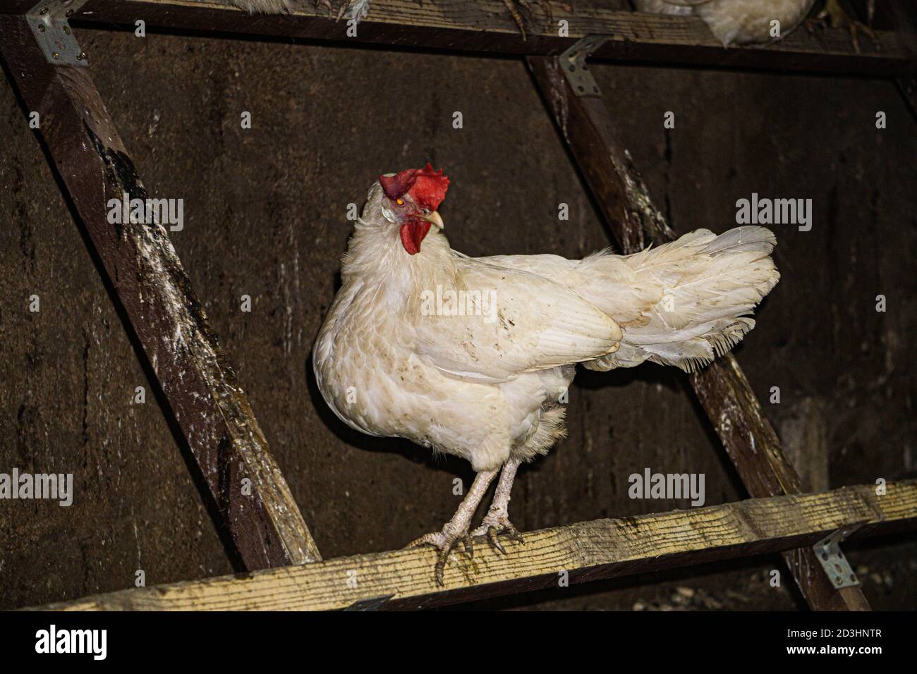 Il pollo bianco si siede su un bastone in una fattoria ecologica in campagna. Foto Stock